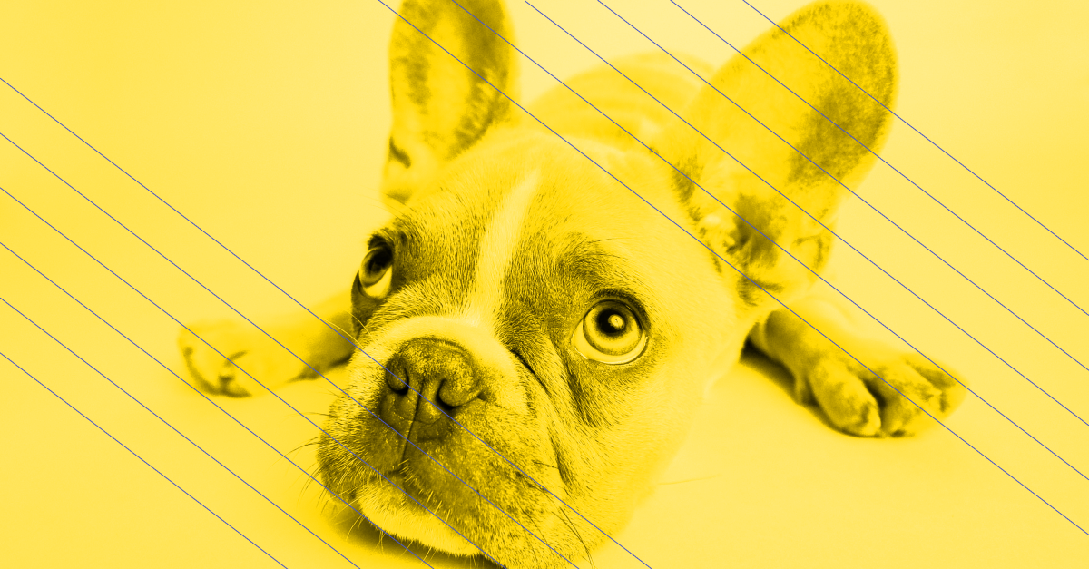 Stackbit Dog Food Experiment Delivers Meta Flexibility and Utility Outcomes